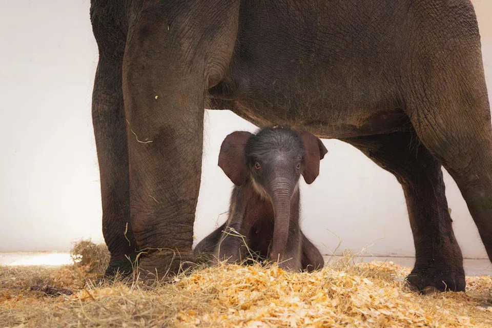 The newest addition to the Fort Worth Zoo’s Asian elephant herd stays close to her mother, Bluebonnet, at just one day old. The female calf was born Aug. 18 and can now be seen daily at the zoo’s Elephant Springs habitat from 10 a.m. to 2 p.m.