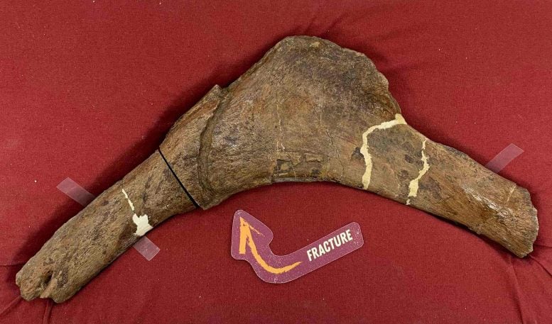 A Fossil From Scotty the T. rex