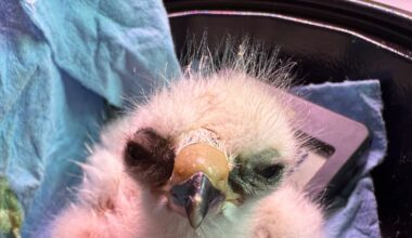 How two hawk eggs rescued from atop power pole survived – Deseret News