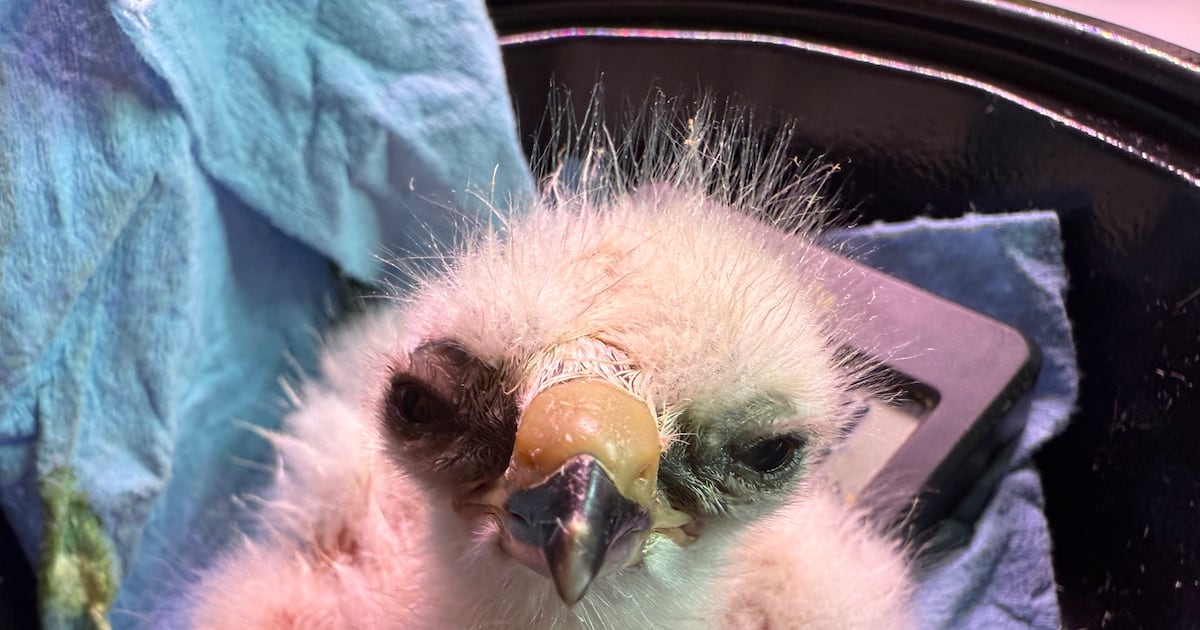 How two hawk eggs rescued from atop power pole survived – Deseret News