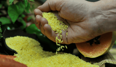 How modern farming and science are driving a global rice boom