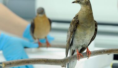 Passenger pigeon goes extinct – Chicago Tribune