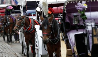Horse Carriages
