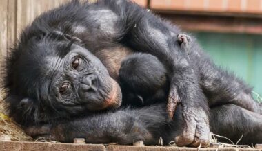 Birth of UK's Only Bonobo Baby Gives Fresh Hope for World's Most Endangered Ape