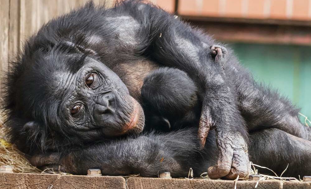 Birth of UK's Only Bonobo Baby Gives Fresh Hope for World's Most Endangered Ape
