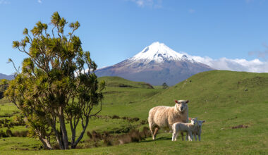 B+LNZ New Season Outlook highlights high values for sheep and beef but risk of headwinds on the horizon