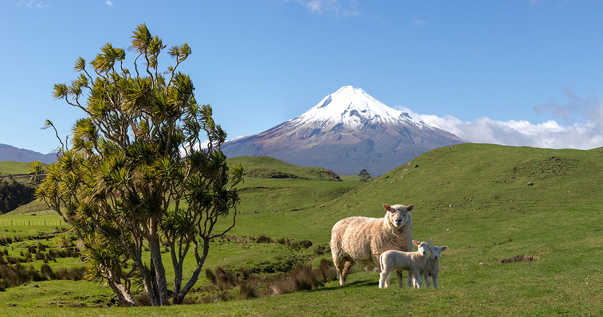 B+LNZ New Season Outlook highlights high values for sheep and beef but risk of headwinds on the horizon