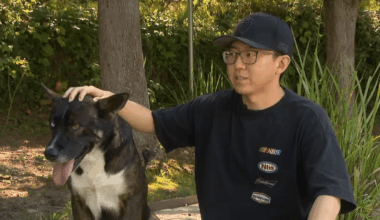 YouTuber rescues abandoned dog after owner is killed in Watts hit-and-run – NBC Los Angeles