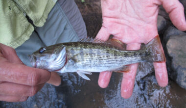 An Altamaha Bass is shown in someone