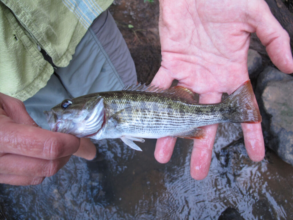 An Altamaha Bass is shown in someone