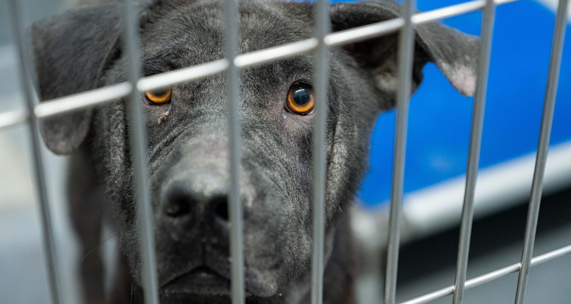 San Antonio proposes new fines up to $2K for dumped animals