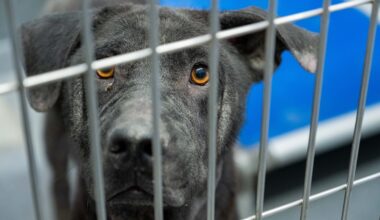 San Antonio proposes new fines up to $2K for dumped animals