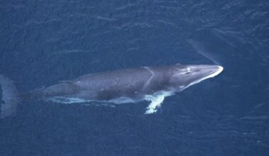 Antarctic minke whale.ICR rs