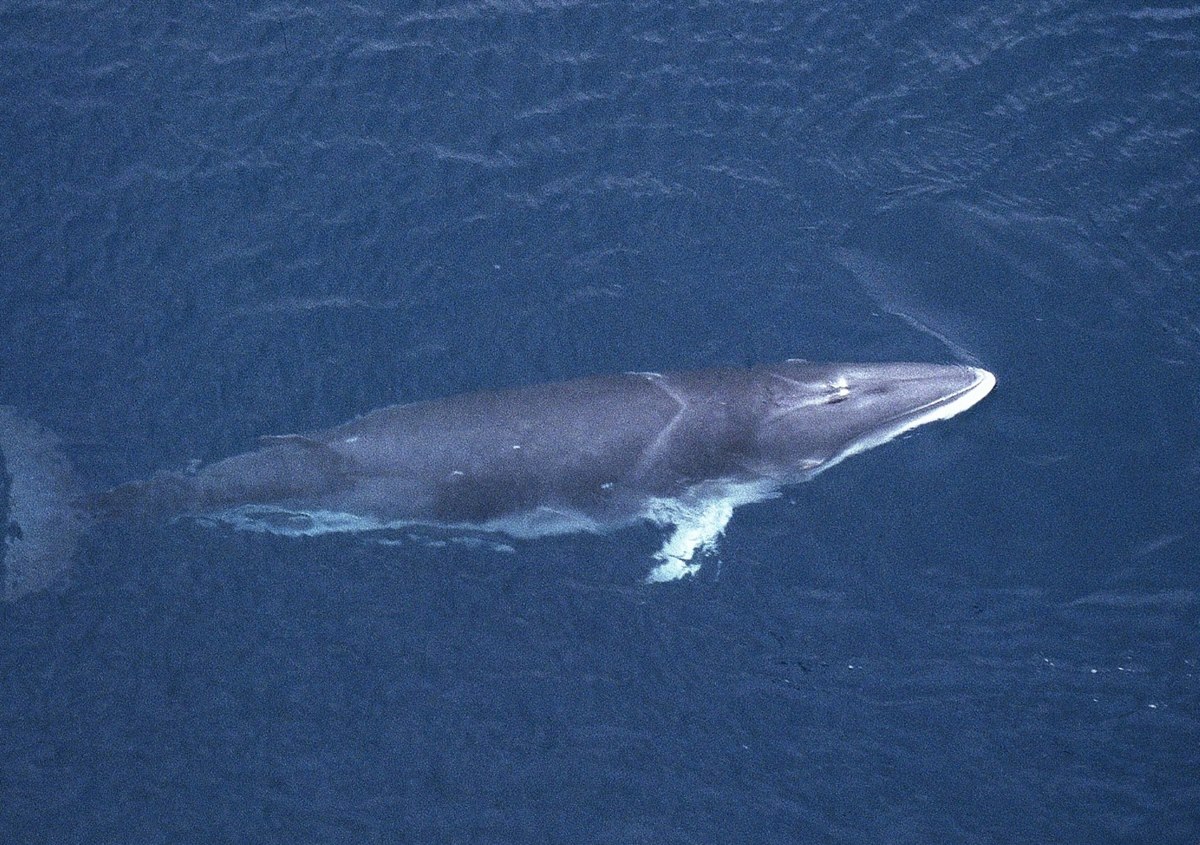 Antarctic minke whale.ICR rs
