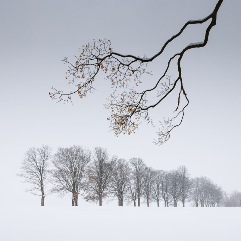 A row of bare trees stands on a snow-covered field under a gray sky, with a leafless tree branch extending across the top of the image.