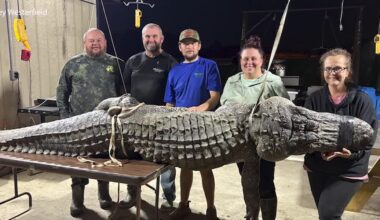 Hunting group catches massive 12-foot gator