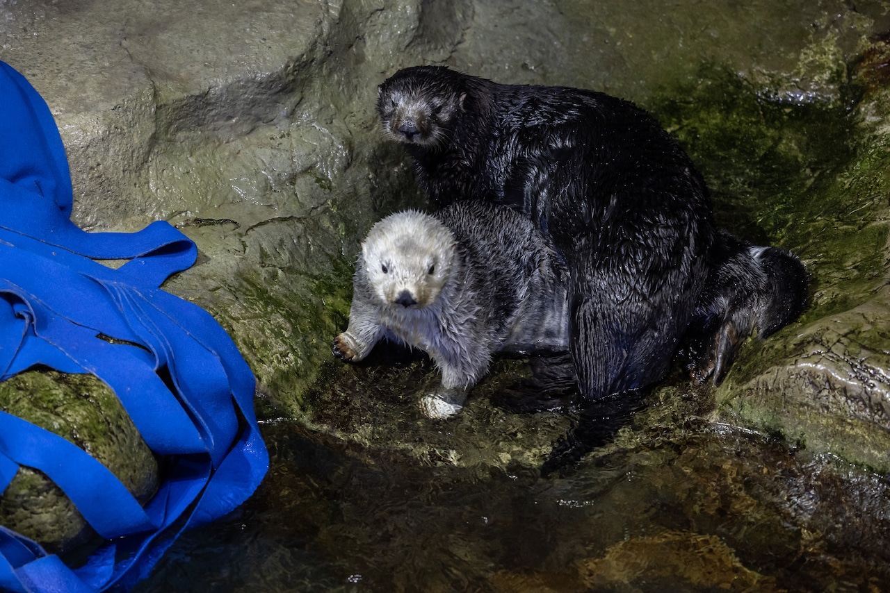 Otters at Shedd Aquarium