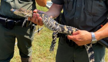 Gator found swimming in Long Island pond