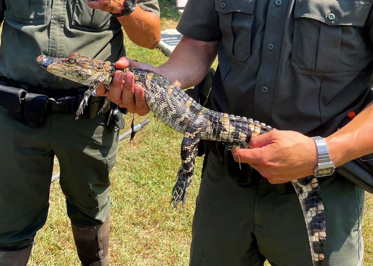 Gator found swimming in Long Island pond