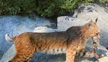 Another bobcat sighting in Crystal Bay