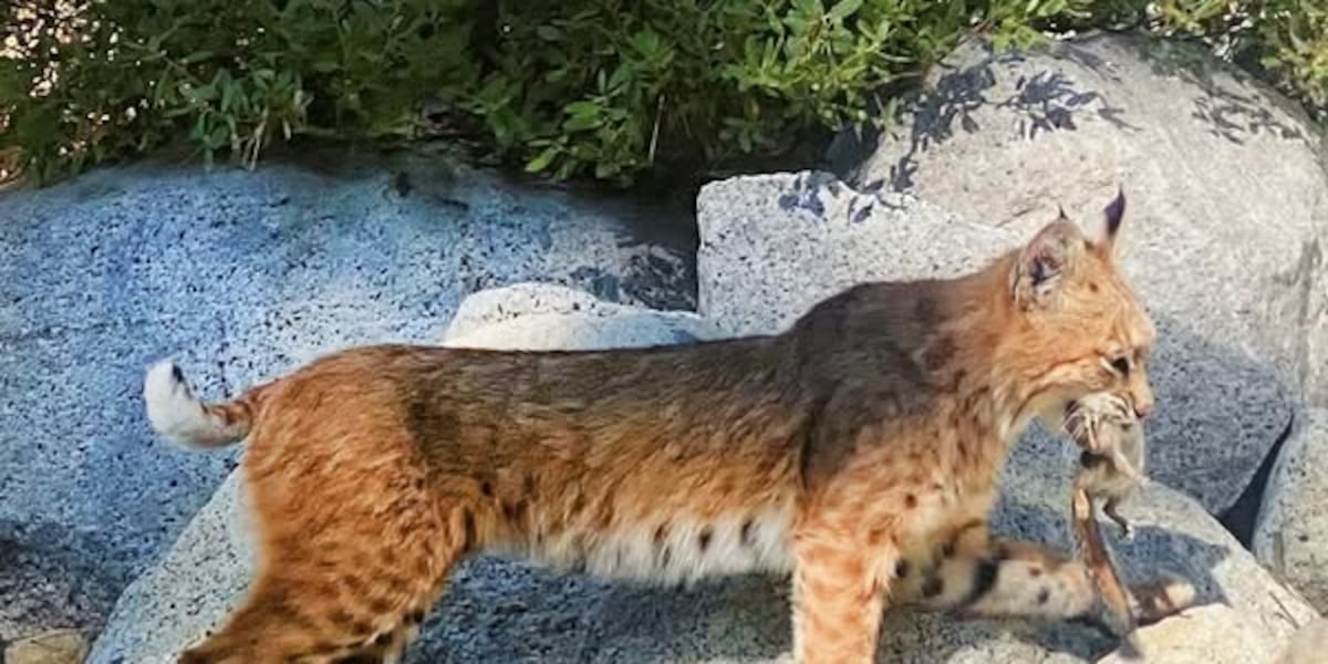 Another bobcat sighting in Crystal Bay