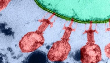 Stanford AI Creates First Virus for Antibiotic-Resistant E. coli - 조선일보