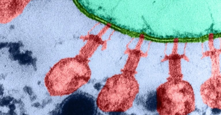 Stanford AI Creates First Virus for Antibiotic-Resistant E. coli - 조선일보
