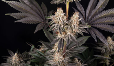 Barney’s Farm x Doja Exclusive: A Global Powerhouse in Cannabis Genetics