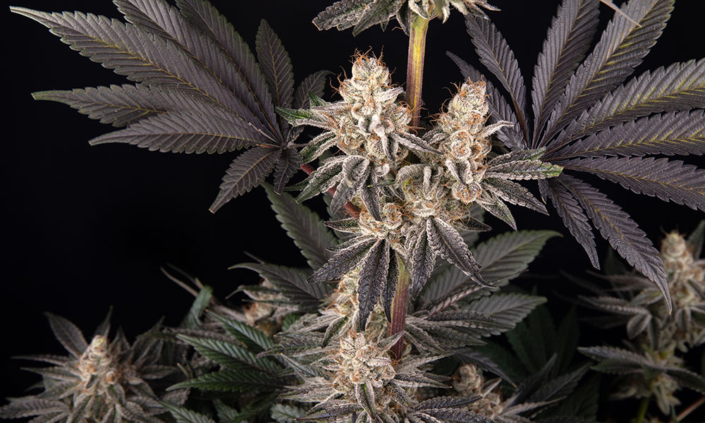 Barney’s Farm x Doja Exclusive: A Global Powerhouse in Cannabis Genetics