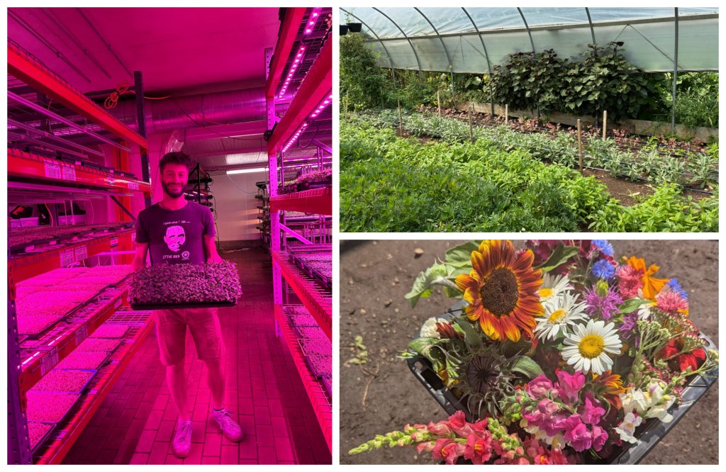 Adam Pollack started growing microgreens in his Logan Square apartment a decade ago. Now based at The Plant, his Closed Loop Farms grows produce and edible flowers for more than 150 restaurants in Chicago.