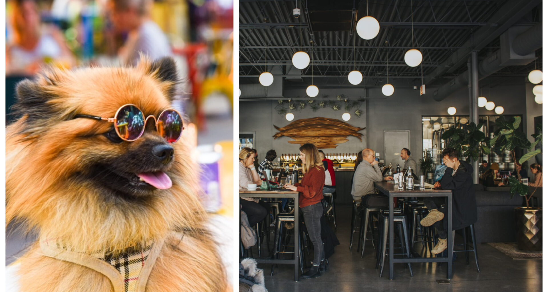 New Ordinance Would Allow Chicago Restaurants To Opt In As ‘Dog-Friendly’
