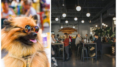 New Ordinance Would Allow Chicago Restaurants To Opt In As ‘Dog-Friendly’