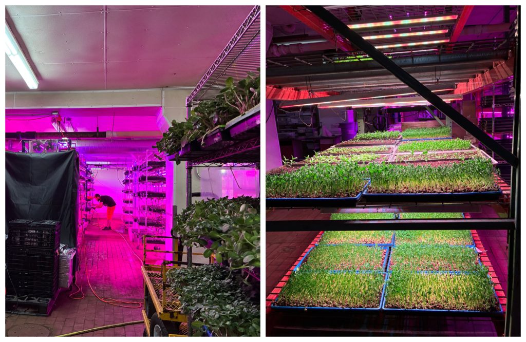 Closed Loop Farms grows 20 varieties of microgreens year-round in the sprawling basement of The Plant, 4459 S. Marshfield Ave.