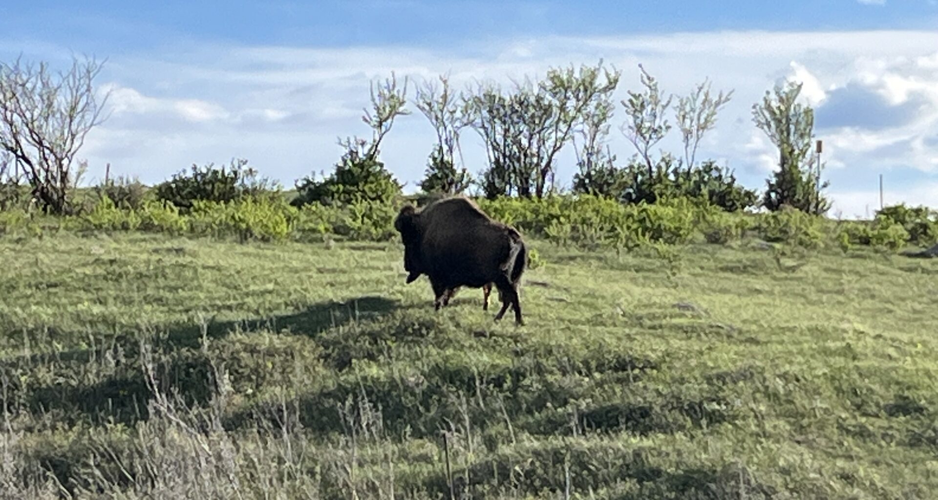 Sask. conservation group educates on the "genetic legacy" of bison - SwiftCurrentOnline.com