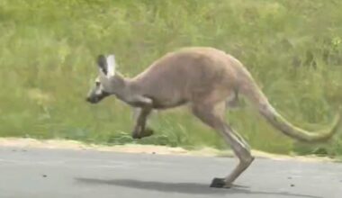 Kangaroos captured after escaping from Texas wildlife rescue