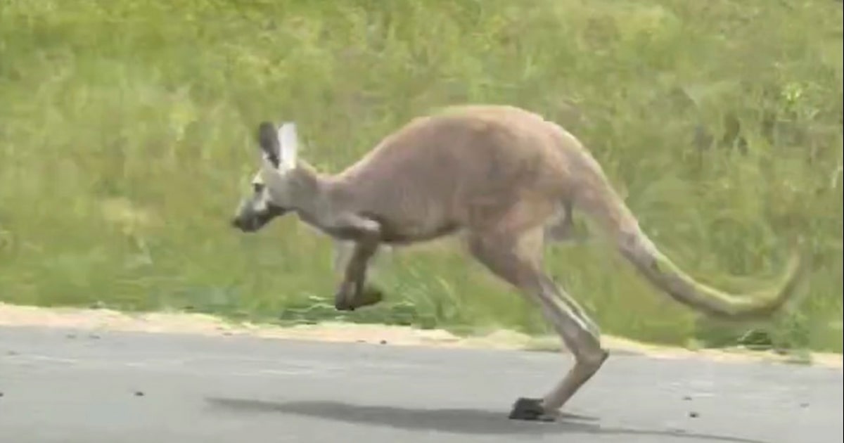Kangaroos captured after escaping from Texas wildlife rescue