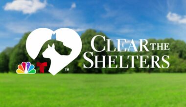 More than 3K Chicago pets adopted in 2025 ‘Clear the Shelters’ – NBC Chicago