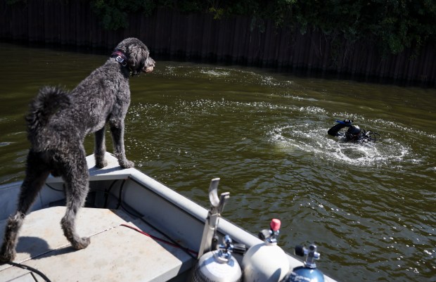 Chaos Divers dog Maverick watches as Jacob Grubbs, owner of Chaos Divers, swims in the Chicago River near Cermak Road, Sept. 4, 2025. (Eileen T. Meslar/Chicago Tribune)