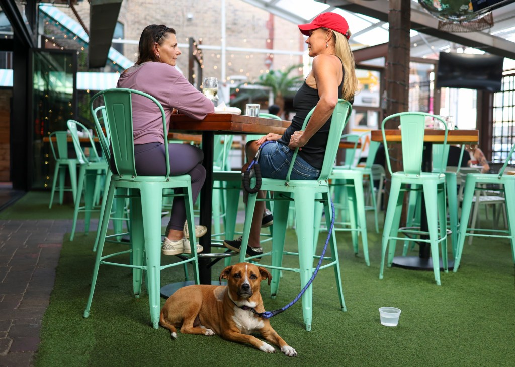 Why dogs shouldn't be allowed into restaurants