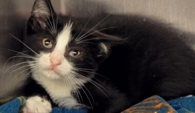 Long Island driver wanted in Montauk Highway kitten dump – NBC New York