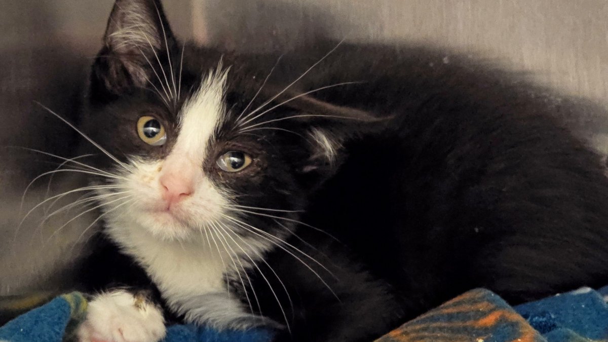 Long Island driver wanted in Montauk Highway kitten dump – NBC New York
