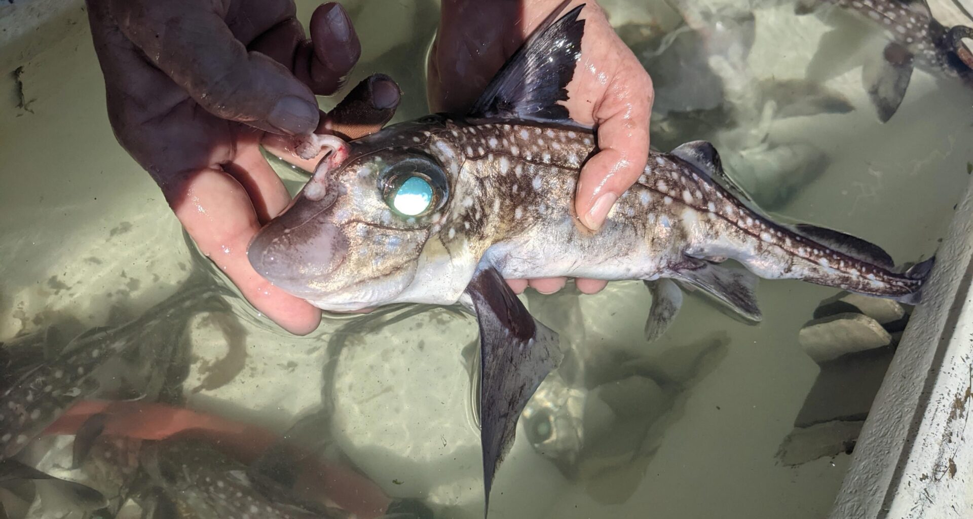 Deep-Sea Ghost Sharks Grow Teeth on Their Foreheads, and Scientists Finally Know Why