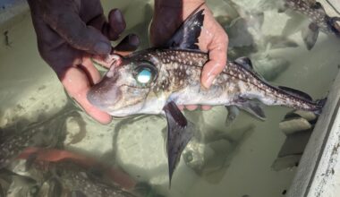 Deep-Sea Ghost Sharks Grow Teeth on Their Foreheads, and Scientists Finally Know Why