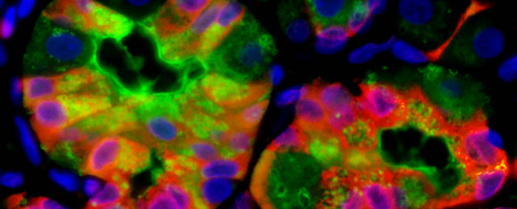 Injured Cells Can 'Vomit' Waste to Boost Healing, Study Finds : ScienceAlert