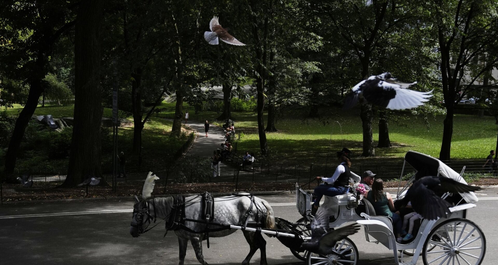NYC mayor throws support behind bill to ban Central Park horse carriages