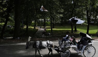 NYC mayor throws support behind bill to ban Central Park horse carriages