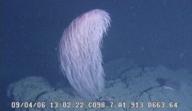 'Hairy' new coral species named after Star Wars fan-favourite