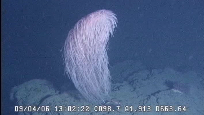 'Hairy' new coral species named after Star Wars fan-favourite