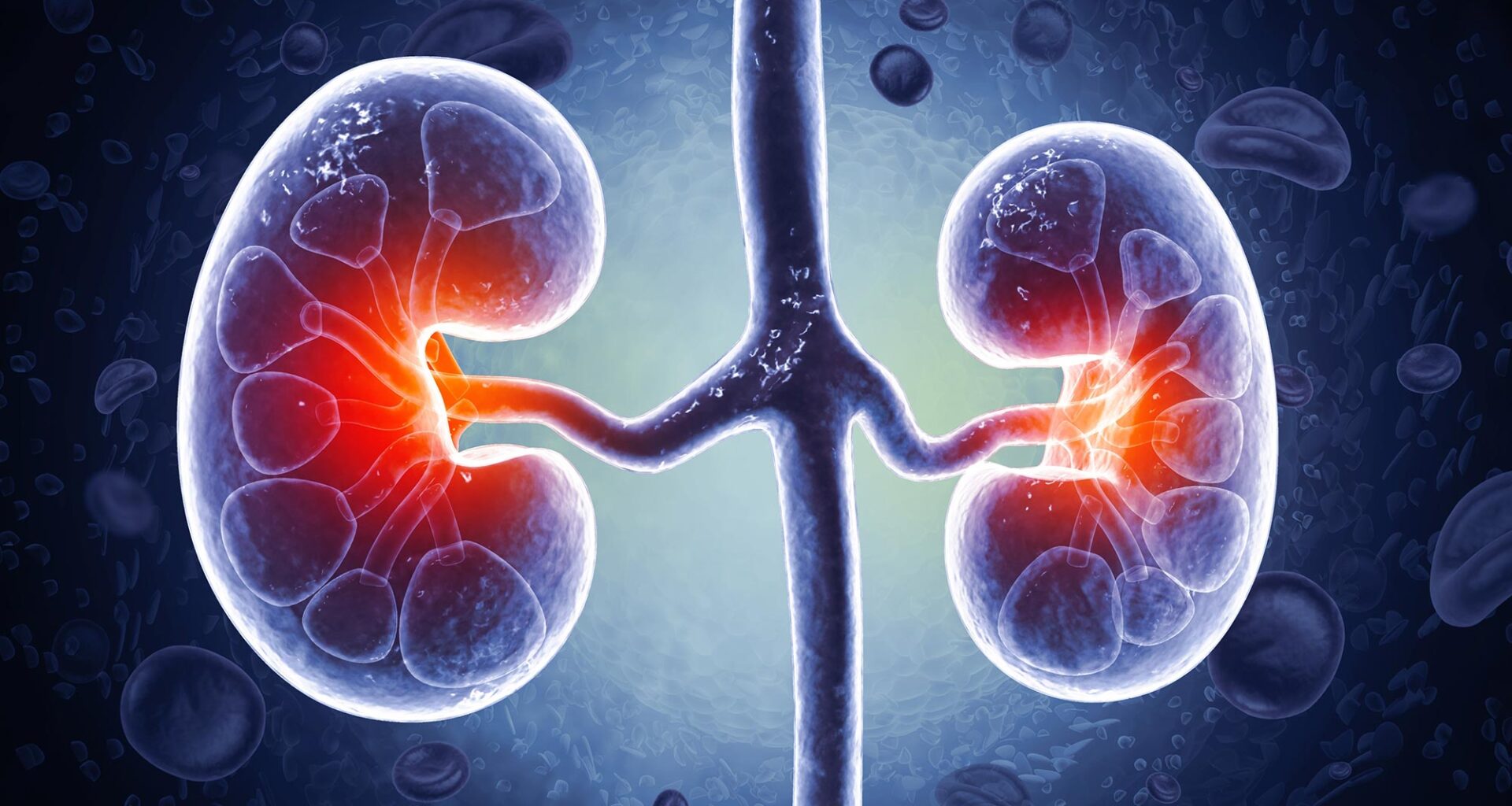 Chronic Kidney Disease Human Organs