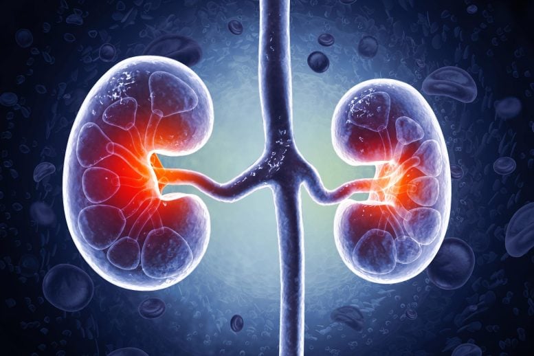 Chronic Kidney Disease Human Organs
